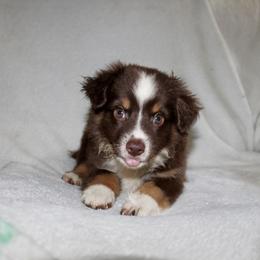 Australian Shepherd and Miniature Australian Shepherd Puppies from The Great Bambino SunState Aussies!