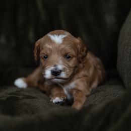 Twilight - Red female Cavapoo puppy in Kalamazoo, Michigan from Sleeping Bear Kennels