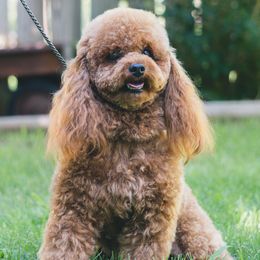 April - Poodle