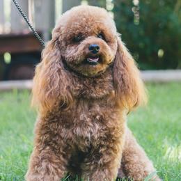 April - Poodle