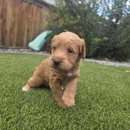 Boo Yellow - Cafe female Labradoodle puppy in Commerce City, Colorado from Playful Paws Labradoodles