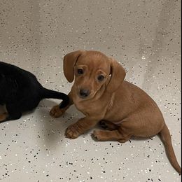 Dachshunds, Pomeranians, and Pomskies from Brandie Kelley