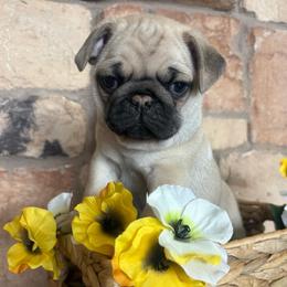 Orange collar - Fawn male Pug puppy in Tucson, Arizona from Furever Friends