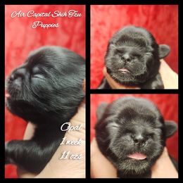 Opal - Black female Shih Tzu puppy in Maize, Kansas from Air Capital Shih Tzu Puppies