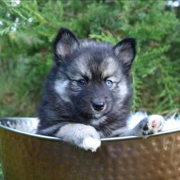 Sage - Wolf sable male Pomsky puppy in Missouri from Husky Hill Kennel