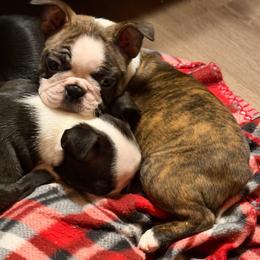 Girl 2- Read Description - Brindle and white female Boston Terrier puppy in West Liberty, Kentucky from 3B Kennels-Beth’s Best Boston’s