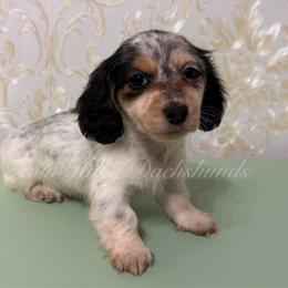 Missy - Piebald female Dachshund puppy in Jonesboro, Illinois from Twin Hills Dachshunds