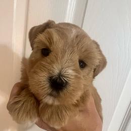 Sienna - Wheaten female Miniature Schnauzer puppy in Grayson, Kentucky from Seventh Heaven Schnauzers