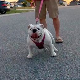 Emma - Bulldog