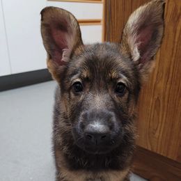 German Shepherds from Kvell Shepherds