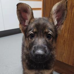 German Shepherds from Kvell Shepherds