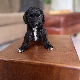 Licorice - Black female Cavapoo puppy in Strasburg, Pennsylvania from Still Water Puppies