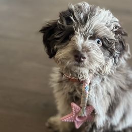 Aussiedoodles and Poodles from BoujeeDoodles
