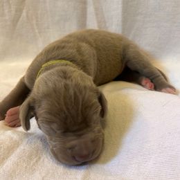 Neon Green Boy - Silver male Great Dane puppy in Albertville, Alabama from Wild Willow Danes