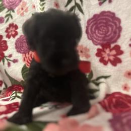 Puppy 3 - Black female Miniature Schnauzer puppy in Granville, Ohio from Shull Mini Schnauzers
