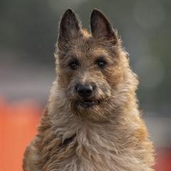 Belgian Laekenois from Guenshci's Belgian Laekenois