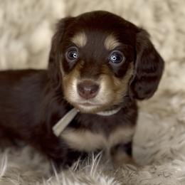 Kenzie's Chocolate and Cream -- Girl (Beige collar) - Chocolate and cream female Dachshund puppy in Kalama, Washington from Dazzling Doxies