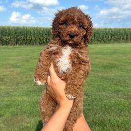 Penny - 7341 - Parti female Goldendoodle puppy in Wever, Iowa from JK Royal Lines