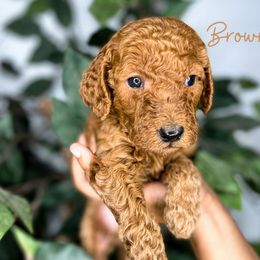 Goldendoodle and Poodle Puppies from The Henry Doodles