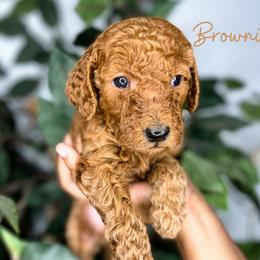 Goldendoodle and Poodle Puppies from The Henry Doodles