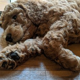 Poodle Puppies from Selene McAleer