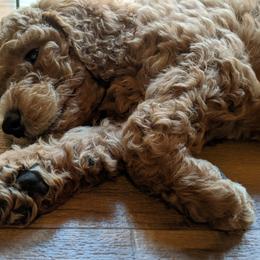 Poodle Puppies from Selene McAleer