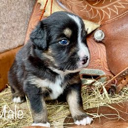 Boy 1 - Black tri Miniature American Shepherd puppy in Eclectic, Alabama from Solid Rock Miniature American Shepherds