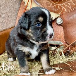 Boy 1 - Black tri Miniature American Shepherd puppy in Eclectic, Alabama from Solid Rock Miniature American Shepherds