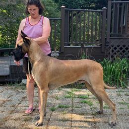 Great Dane All Grown Up from Weco Danes