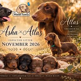 Dachshund puppies from The Wiener Family
