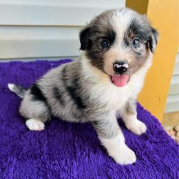 Duke - Blue merle male Australian Shepherd puppy in Charlotte, North Carolina from Awesome Aussies