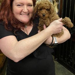 Goldendoodle Puppies from Labradoodleday