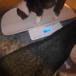 Boy 5 - White and black male American Bulldog puppy in La Porte, Indiana from Slayton's American Bulldogs