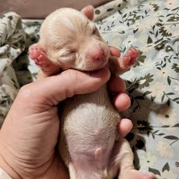 Sebastian - Cream and white male Chihuahua puppy in Sherwood, Arkansas from Bartelt Breeders
