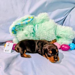 Camille - Black and tan female Dachshund puppy in Jerusalem, Ohio from Twin Hickory Ranch