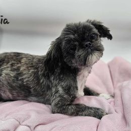 Lydia - Shih Tzu