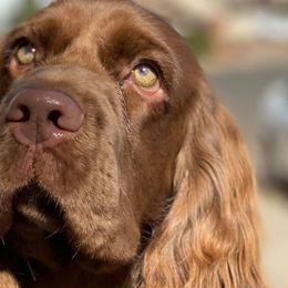 Labrador Retrievers and Sussex Spaniels from ASK Dogs
