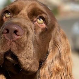 Labrador Retrievers and Sussex Spaniels from ASK Dogs