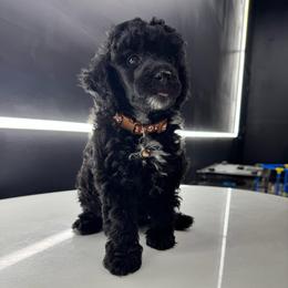 Onyx - Black male Poodle puppy in Gainesville, Florida from Pipsqueak Mansion Poodles