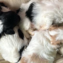 Goldendoodles from Double J Doodle Farm