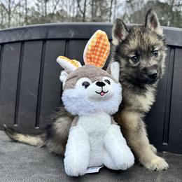 Wolf gray male - Gray and white male Siberian Husky puppy in Doswell, Virginia from Shinko Siberians