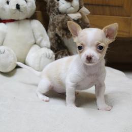 Yuri - Cream and white female Chihuahua puppy in Willamina, Oregon from Cherished Chihuahuas