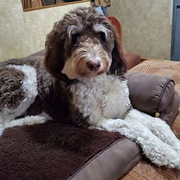 Bernedoodle and Labradoodle All Grown Up from Linder Labradoodles