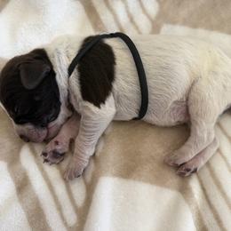 Wirehaired Pointing Griffon Puppies from Idleista Grand Chasseur