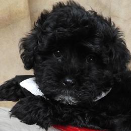 SCOUT (Jingle) - Black and white male Havanese puppy in Salt Lake City, Utah from Steal Your Heart Havanese