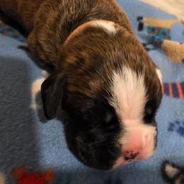 Aurora - Brindle female Boxer puppy in Evans, Georgia from Kimberly's Boxers