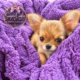 Kimi - Red and white female Chihuahua puppy in Mckinney, Texas from Sugar Cookie Chihuahuas