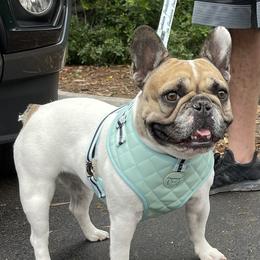 Sophie - French Bulldog
