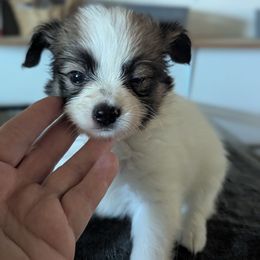 Girl 5 - Red white and sable female Papillon puppy in Joshua, Texas from Summertime Kennels