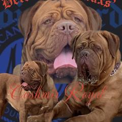 Cash - Dogue de Bordeaux
